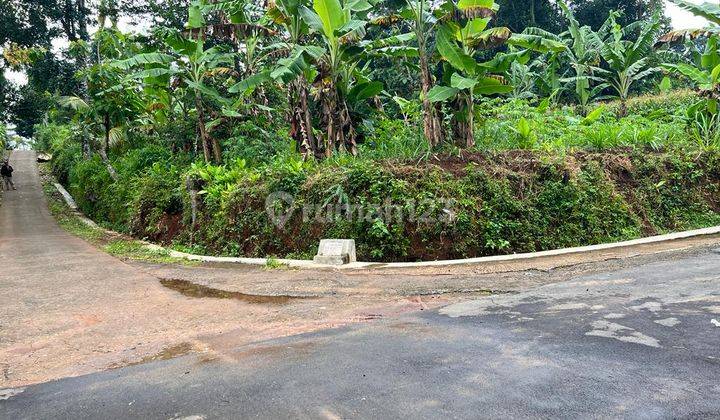 Kebun Durian Siap Berbuah Mojogedang Karanganyar 1