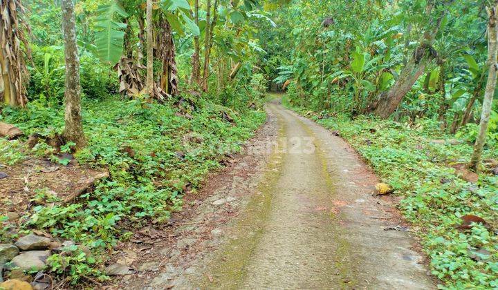 Tanah 1625m2 Dekat Sungai Sambirejo Sragen 1