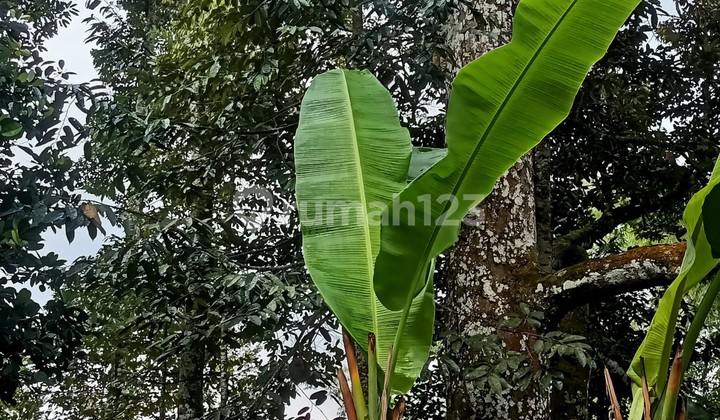 Jual Tanah Kebun Durian Jumantono Karanganyar 3