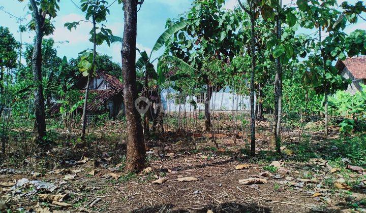  Dijual Rumah 1775m2 Siap Huni Kedawung Sragen 3