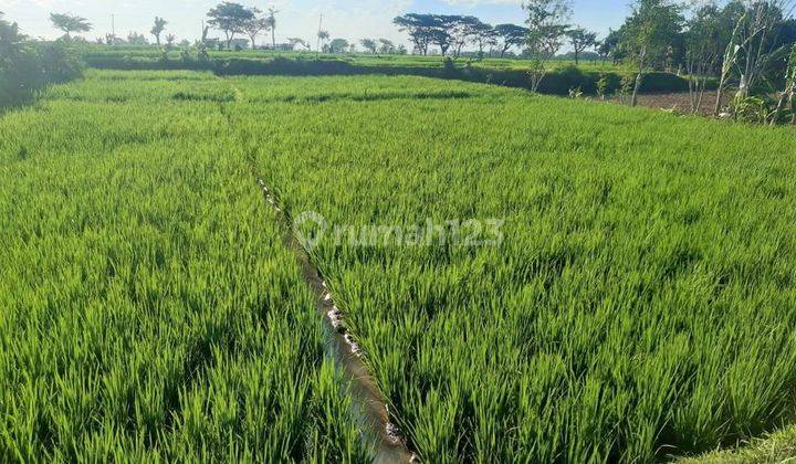 Dijual Tanah Sawah 1165m² 275jt Kedawung Sragen 3