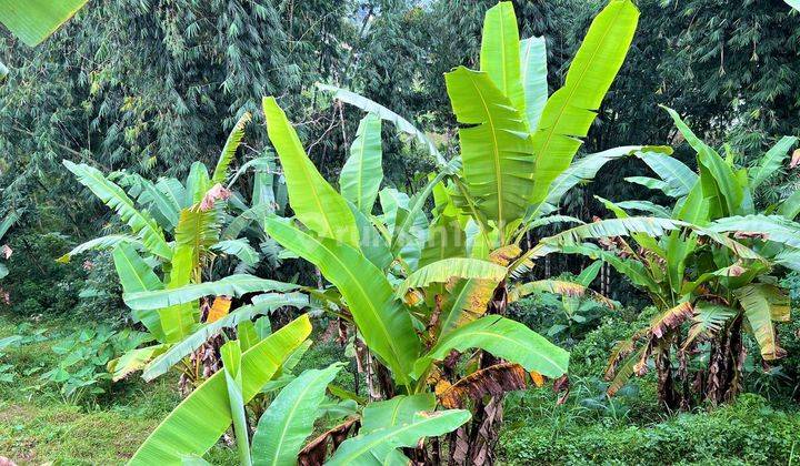 Tanah 1000m2 Kemuning Ngargoyoso Karanganyar 4