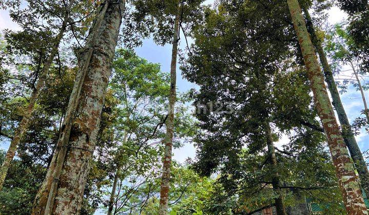 Jual Kebun Durian Jl Raya Karangpandan Karanganyar 2