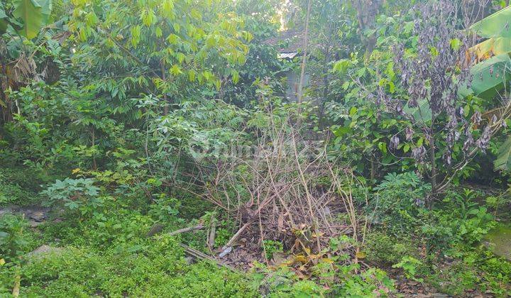 Rumah Mewah 450m2 Siap Huni Masaran Sragen 3