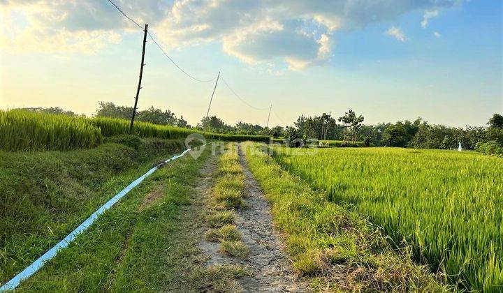 Dijual Rumah Asri Tengah Sawah Kedawung Sragen 2