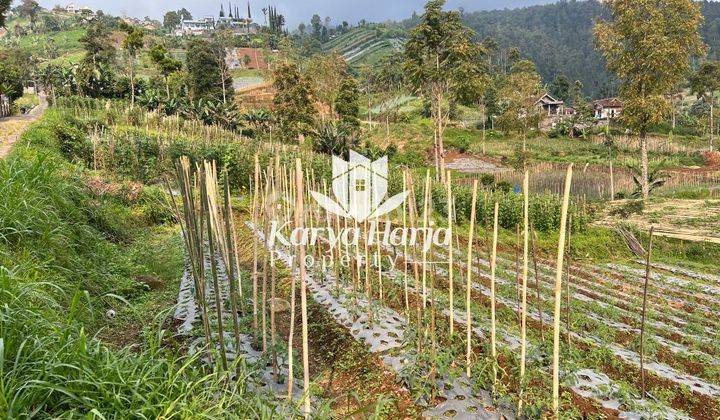 Tanah 2200m2 Dikelilingi Kebun Teh Kemuning 2