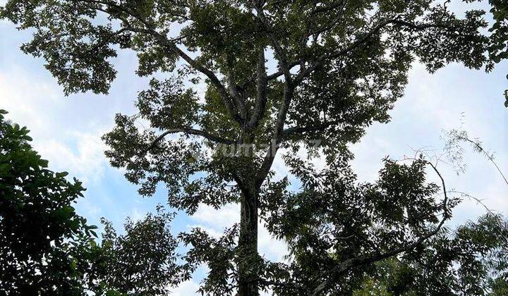 Dijual Kebun Durian Utara Pasar Mojogedang Karanganyar 2