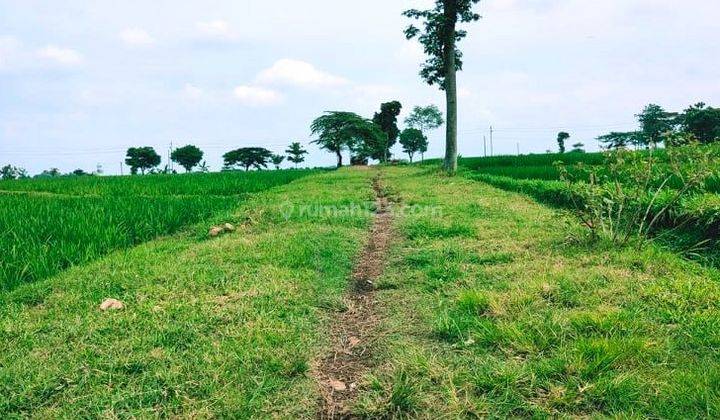 Dijual Jual Sawah Subur 3225m2 Kedawung Sragen 1