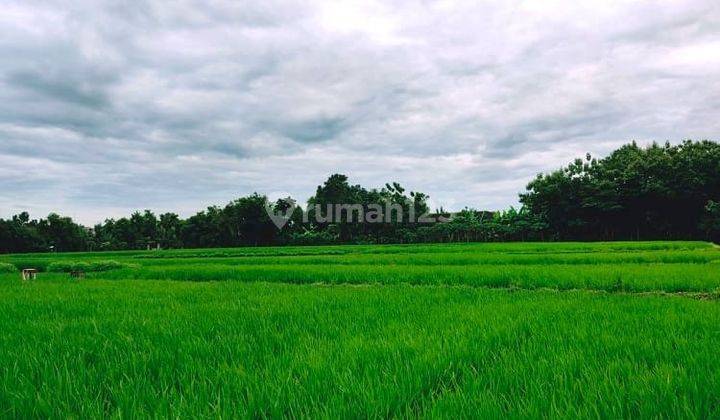 Dijual Jual Sawah Subur 3225m2 Kedawung Sragen 2