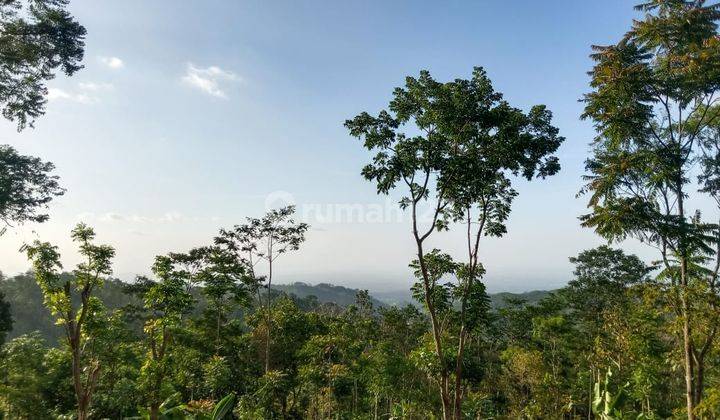 Tanah Murah 99 Juta Dekat Candi Cetho Kemuning 2