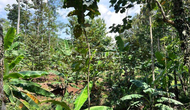 Kebun Durian Murah Hanya 250 Juta Karanganyar  1