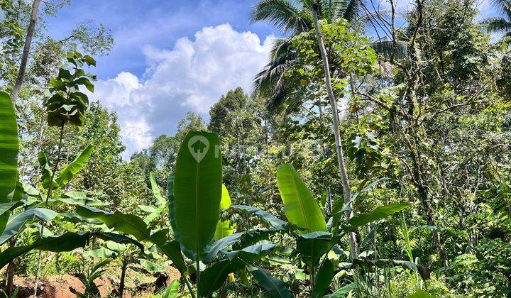 Kebun Durian Murah Hanya 250 Juta Karanganyar  2