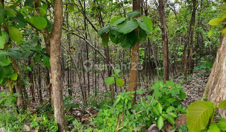 Tanah Kebun Jati Murah Hanya 55 Ribu m Sragen  2