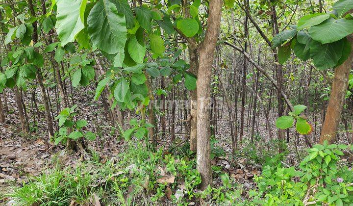 Tanah Kebun Jati Murah Hanya 55 Ribu m Sragen  1