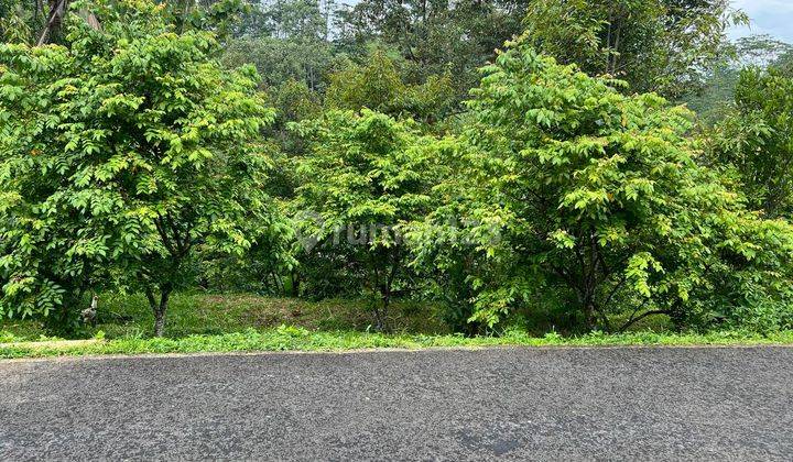 Tanah Kebun Durian 1609m² Ngargoyoso Karanganyar  1