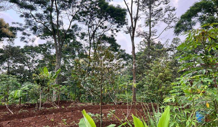 Kebun Durian 2233m² Hanya 350 Juta Kemuning Karanganyar 2