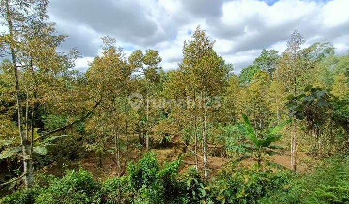 Kebun Durian Siap Panen 3038m Karangpandan  1