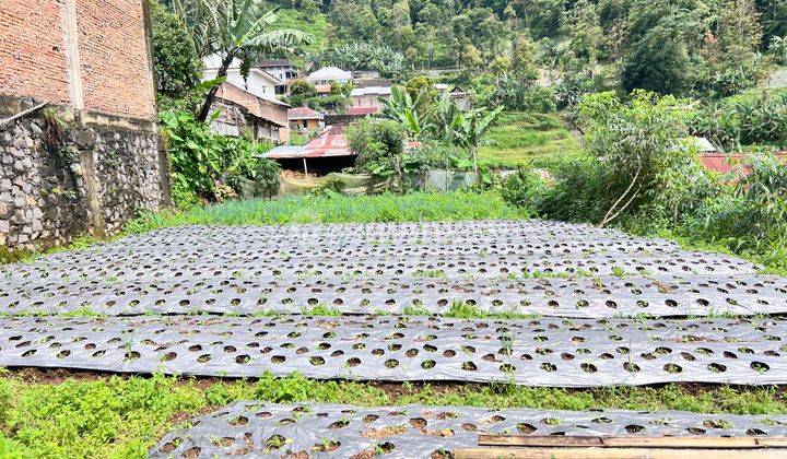 Tanah View Kebun Teh 200m² Dekat Candi Cetho Karanganyar  1