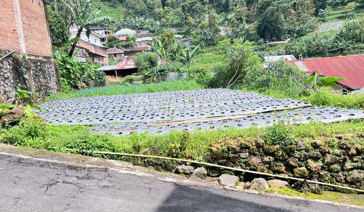 Tanah View Kebun Teh 200m² Dekat Candi Cetho Karanganyar  2