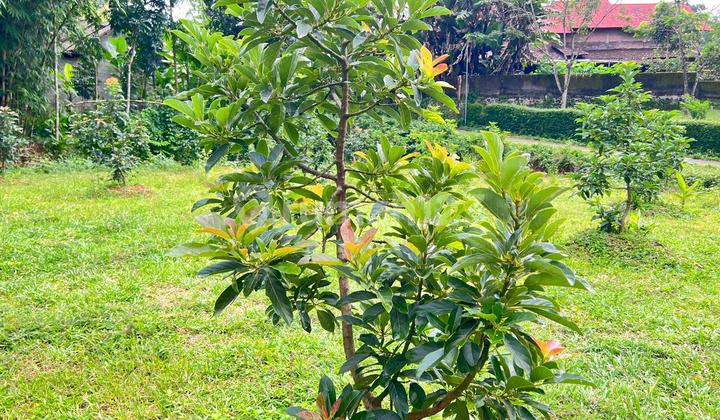 Kebun Alpukat Subur 2100M2 Kerjo Karanganyar Utara Kebun Alpukat Subur 2100M2 Kerjo Karanganyar Utara