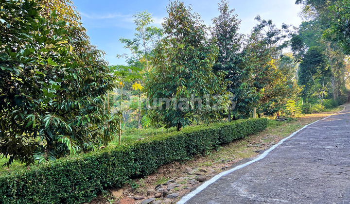 Tanah Kebun Durian 1700m2 Karanganyar       