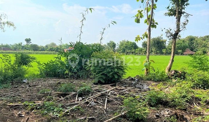 Tanah Datar View Rice Fields 494m Kedawung Sragen