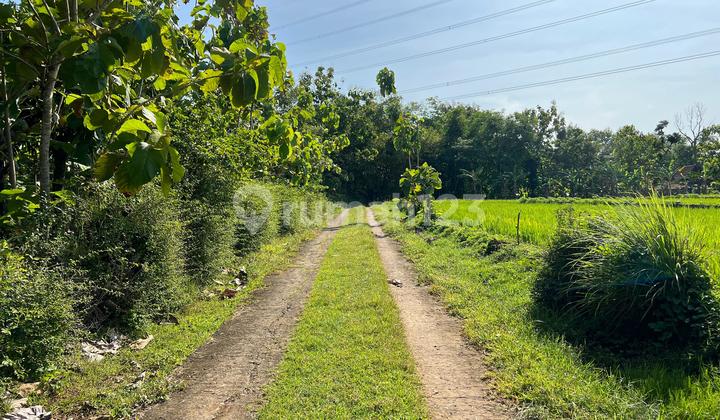 Tanah Subur 5360M² View Gunung Lawu Sragen