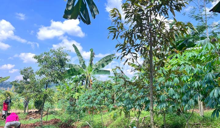 Kebun Durian 1900M Subur Mojogedang Karanganyar Kebun Durian 1900M Subur Mojogedang Karanganyar
