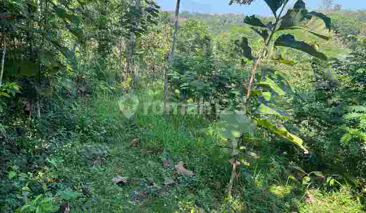 Land 2040m2~ 100 Million, Suitable for Fruit Orchard in Sragen