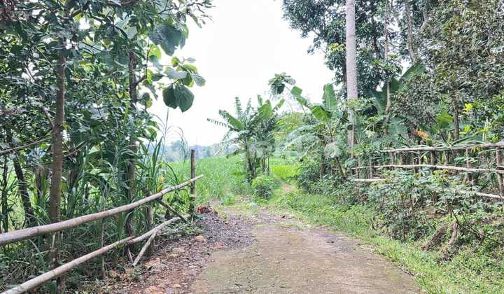 Tanah 6000M² Cocok untuk Peternakan Karanganyar Tanah 6000M² Cocok untuk Peternakan Karanganyar