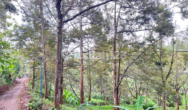 Durian Orchard Land 8594m² Ready to Harvest Karanganyar