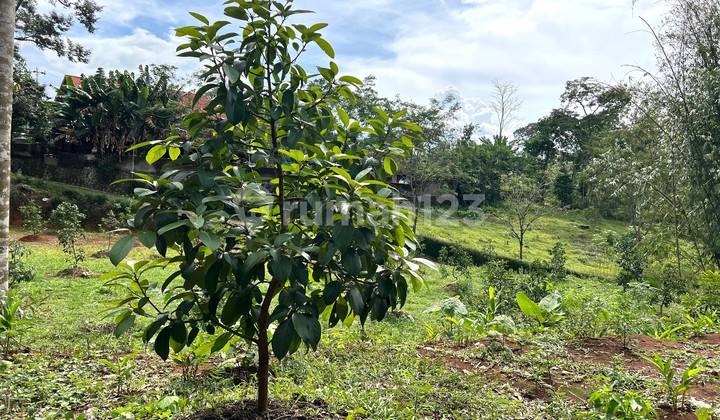 Tanah Subur Kebun Alpukat 250Jt Karanganyar 