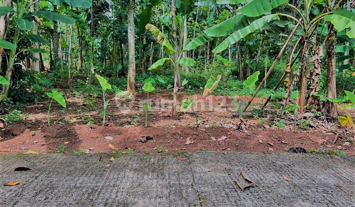 Tanah Datar & Luas Dekat Pemukiman Warga Mojogedang, Karanganyar Tanah Datar & Luas Dekat Pemukiman Warga Mojogedang, Karanganyar