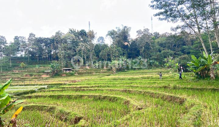 Land View Rice Field Expanse 6000m2 Near Karangpandan Tourist Area