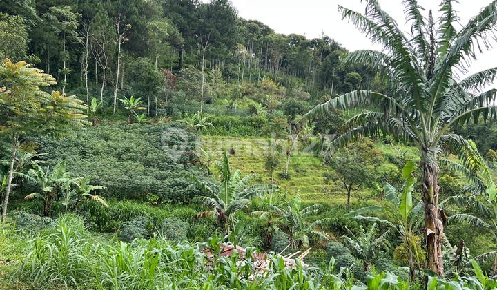 Dijual Tanah Investasi 2243M2 Dekat Candi Cetho Karanganyar