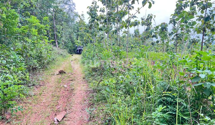 DIJUAL TANAH PEKARANGAN 1 HEKTAR  - SAMBIREJO, SRAGEN-SOLO