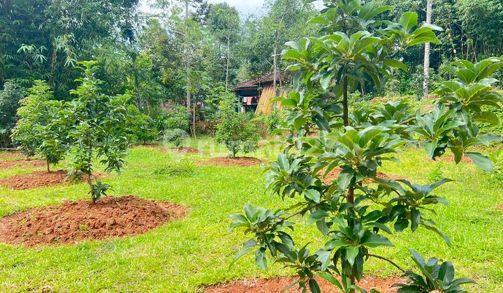 Avocado Garden Land 2100M² South of Kerjo District Office, Karanganyar