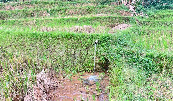 Fertile Land 6000m² Karangpandan Tourism Area Fertile Land 6000m² Karangpandan Tourism Area