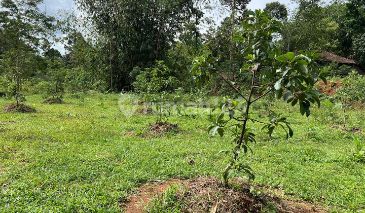 Avocado Garden 1070m Kerjo Karanganyar Avocado Garden 1070m Kerjo Karanganyar