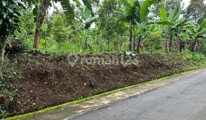 Land 250 Million Bonus Durian Trees Karanganyar Land 250 Million Bonus Durian Trees Karanganyar