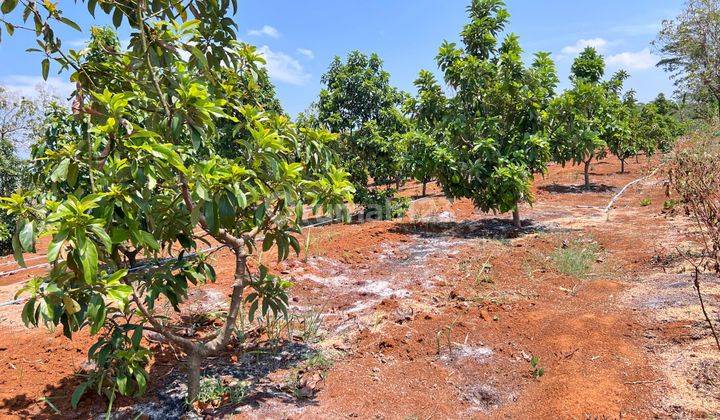 Dijual Tanah Kebun Alpukat Subur Siap Panen Karanganyar  1