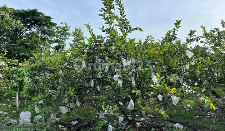 Land 6670m² Guava Garden Ready for Harvest Sragen Land 6670m² Guava Garden Ready for Harvest Sragen