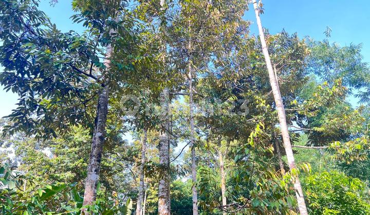 Kebun Durian 300 Juta Utara Pasar Mojogedang Karanganyar Kebun Durian 300 Juta Utara Pasar Mojogedang Karanganyar