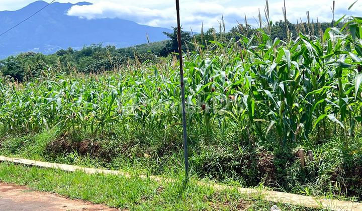 Tanah View Gunung Lawu 8000M2 Kerjo Karanganyar Utara Tanah View Gunung Lawu 8000M2 Kerjo Karanganyar Utara