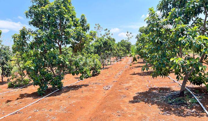 Dijual Tanah Kebun Alpukat Subur Siap Panen Karanganyar  2