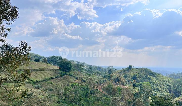 Tanah 8000m² Cocok Untuk Kebun Buah Karanganyar Tanah 8000m² Cocok Untuk Kebun Buah Karanganyar