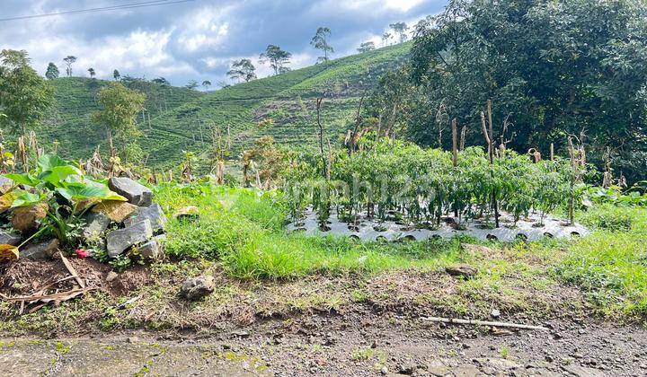 Tanah 350Jt View Hamparan Kebun Teh Kemuning