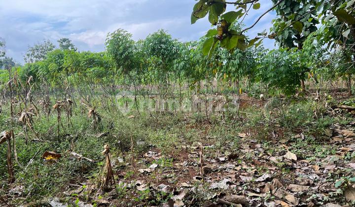 CHEAPEST!!!! Flat Land 750m 125 Million Kedawung, Sragen