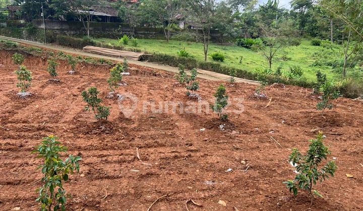 Kebun Alpukat 2103m² Udara Dingin Karanganyar 