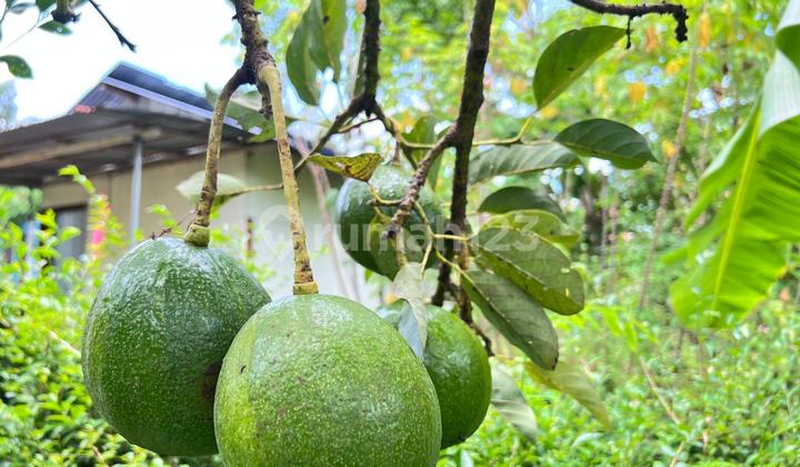 Avocado Garden Land Ready for Harvest 800M² Kerjo Karanganyar Avocado Garden Land Ready for Harvest 800M² Kerjo Karanganyar